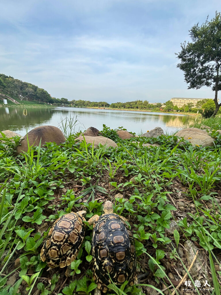 苗栗文學步道&聯大大學湖